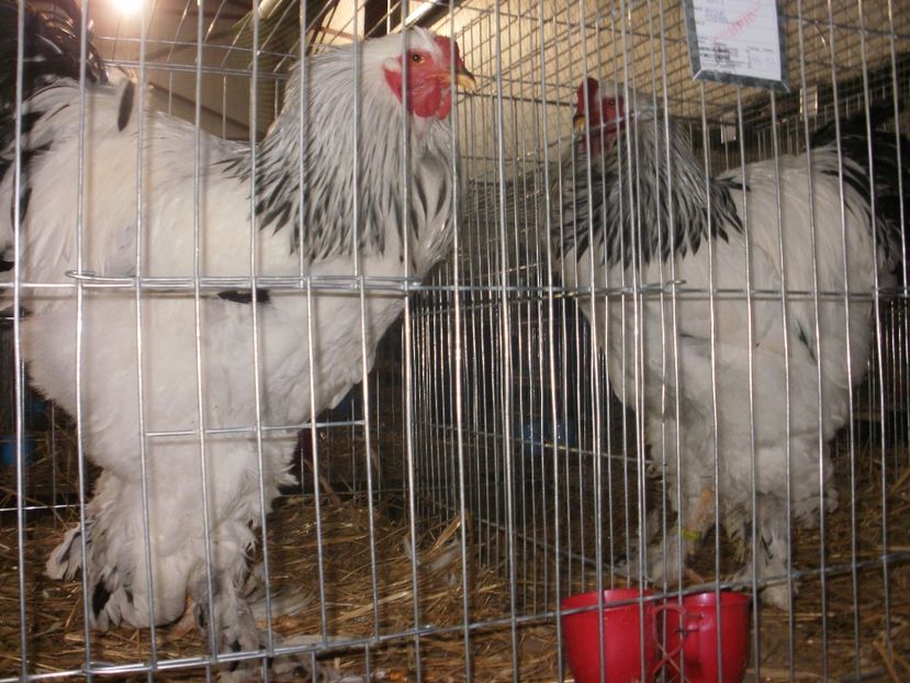 P1200164 - EXPO Targu Neamt 2018