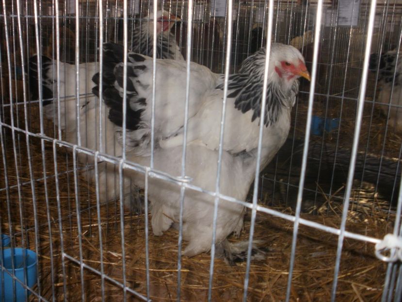 P1200166 - EXPO Targu Neamt 2018