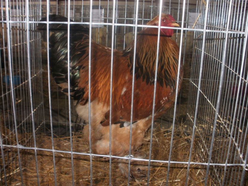 P1200169 - EXPO Targu Neamt 2018