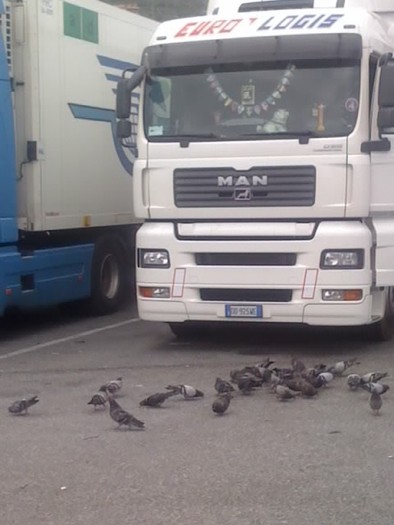Printre camioane,porto di Savona - Cei mai frumosi porumbei