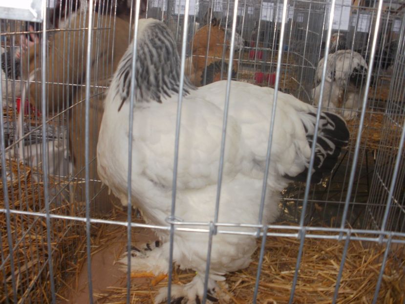 P1200188 - EXPO Targu Neamt 2018