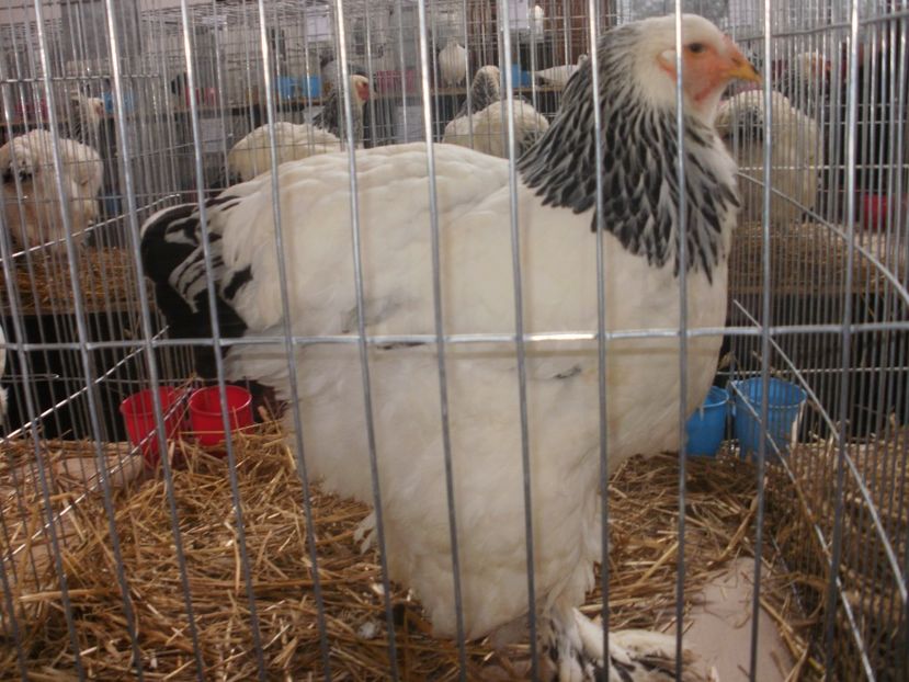 P1200190 - EXPO Targu Neamt 2018