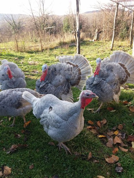 IMG-20171217-WA0003 - Curci 2017-2018