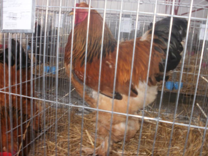 P1200201 - EXPO Targu Neamt 2018