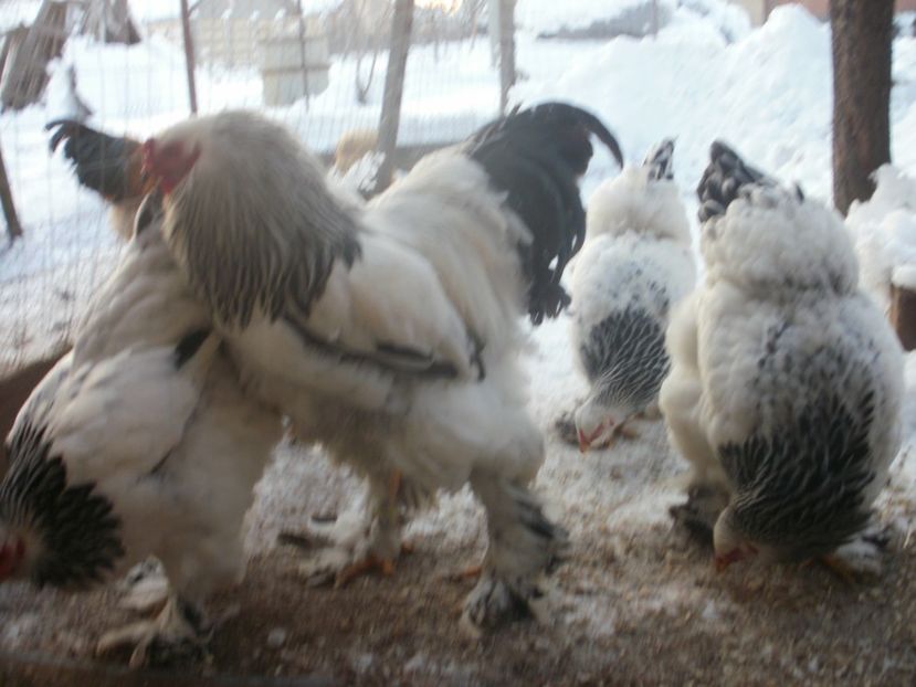 P1250243 - Brahma herminat deschis 2018