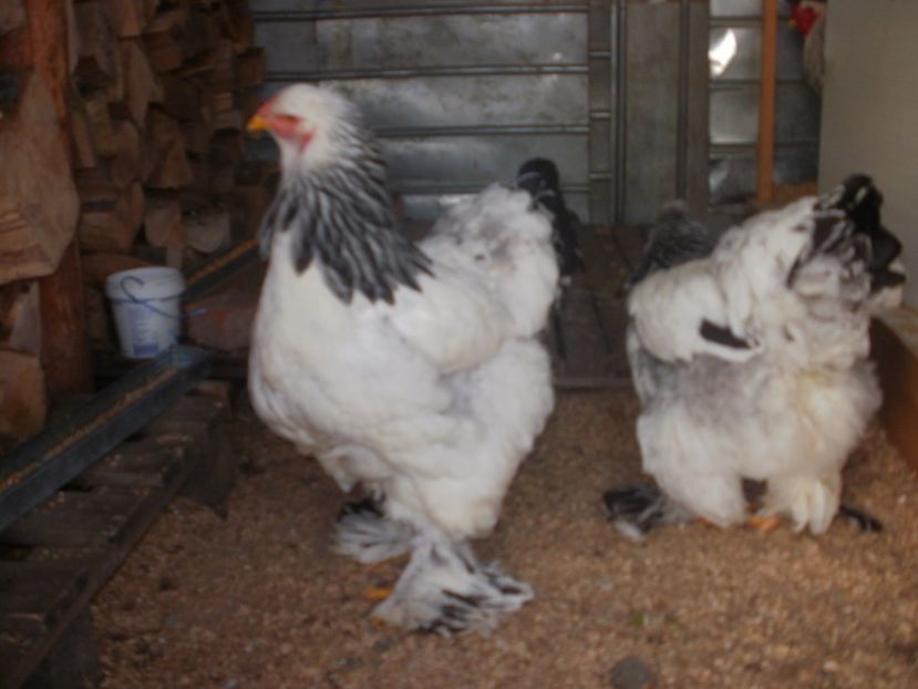 P1250248 - Brahma herminat deschis 2018