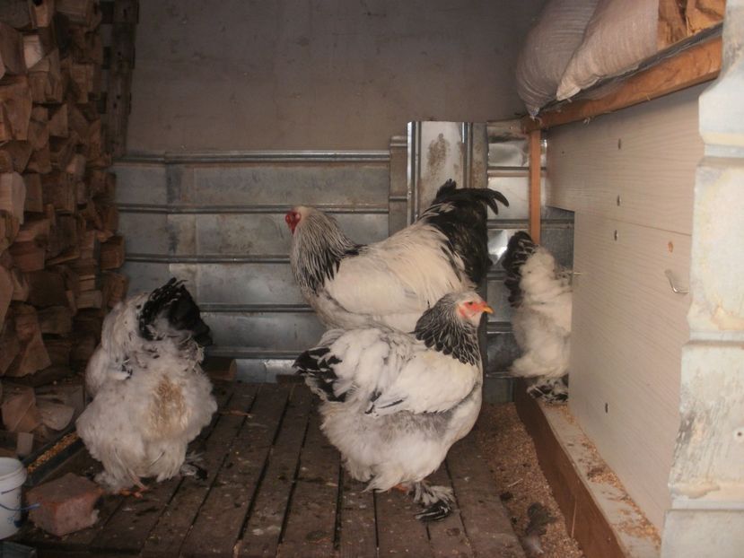 P1250250 - Brahma herminat deschis 2018