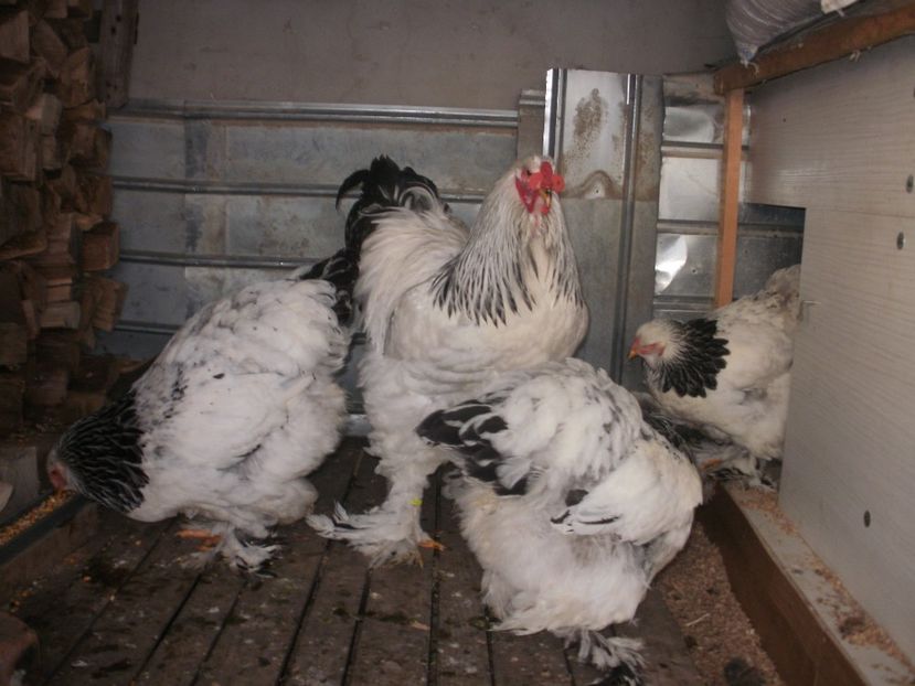 P1250252 - Brahma herminat deschis 2018