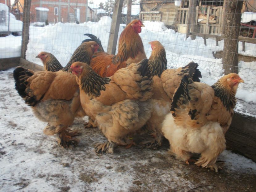 P1250228 - Brahma columbia 2018