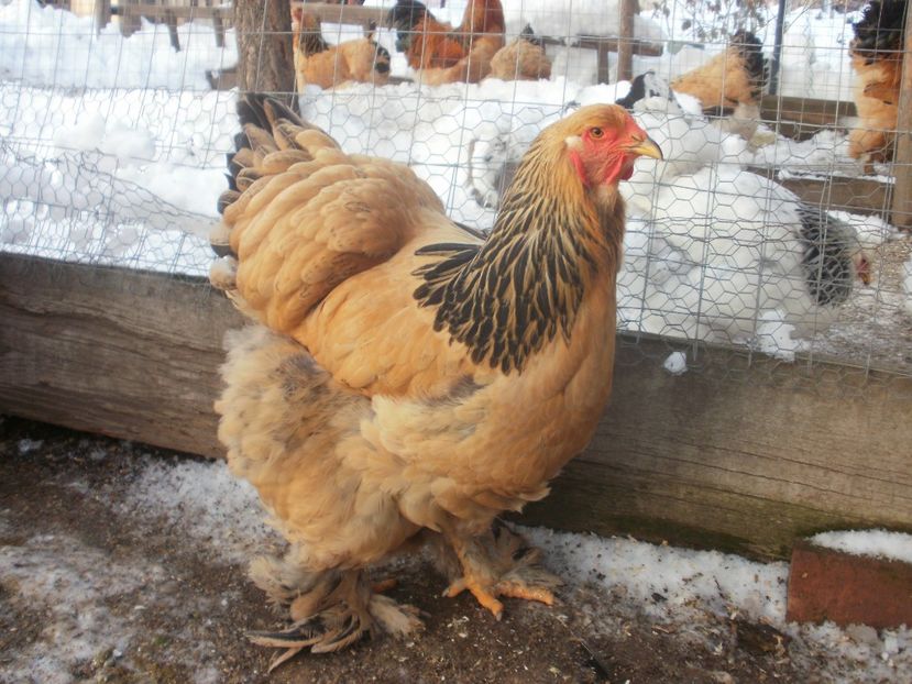 P1250230 - Brahma columbia 2018