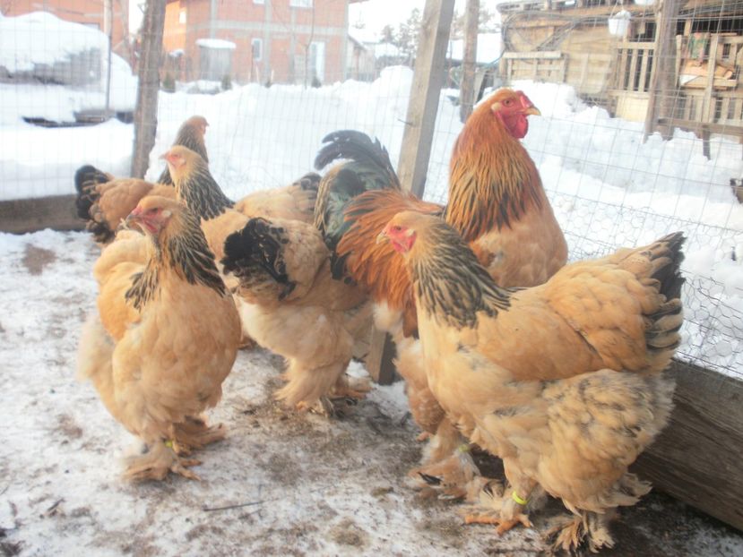 P1250231 - Brahma columbia 2018