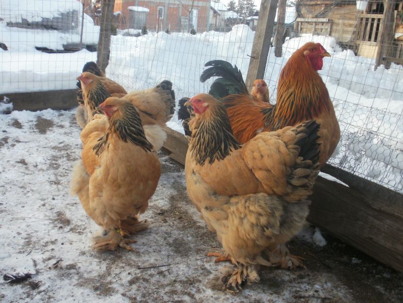 P1250232 - Brahma columbia 2018