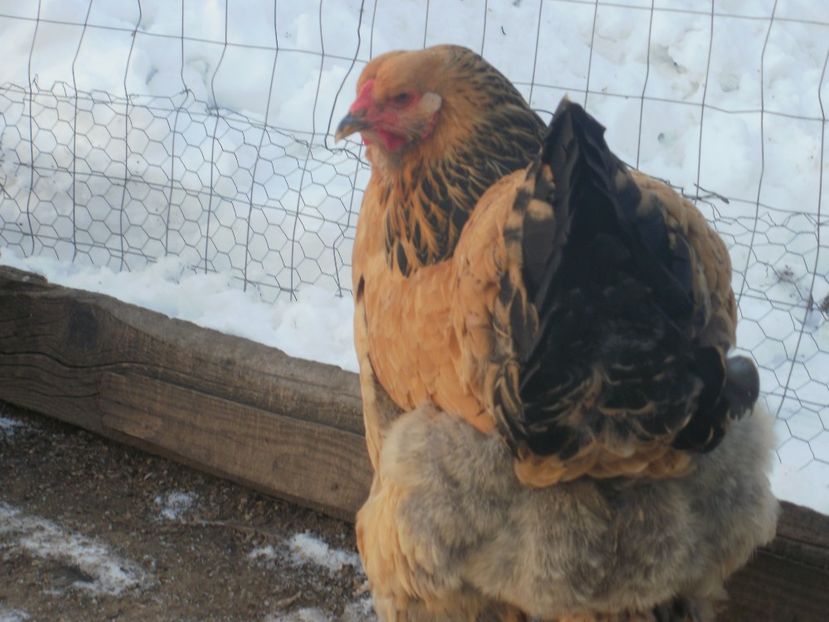 P1250235 - Brahma columbia 2018