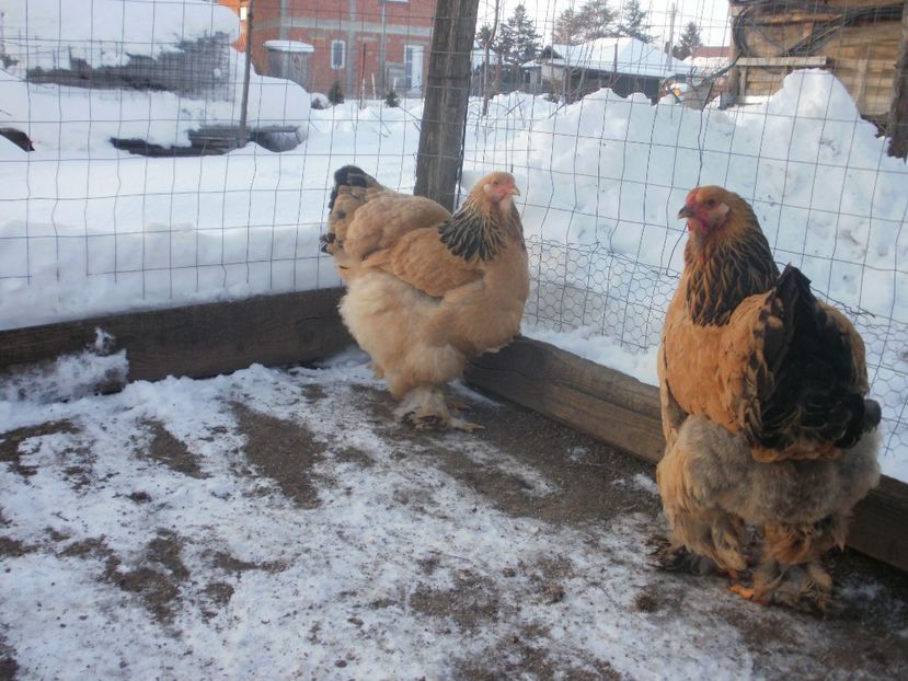 P1250236 - Brahma columbia 2018