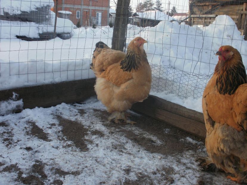 P1250237 - Brahma columbia 2018