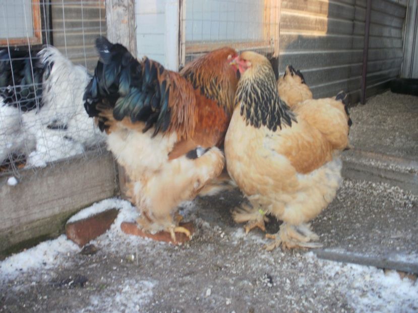 P1250240 - Brahma columbia 2018