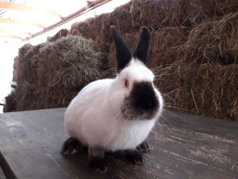 24 - 01 - 2018 - ADAPOST IEPURI 2016