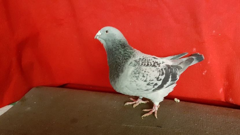  - 0- 16 ian 2018 Masculi voiajori standard pentru matca