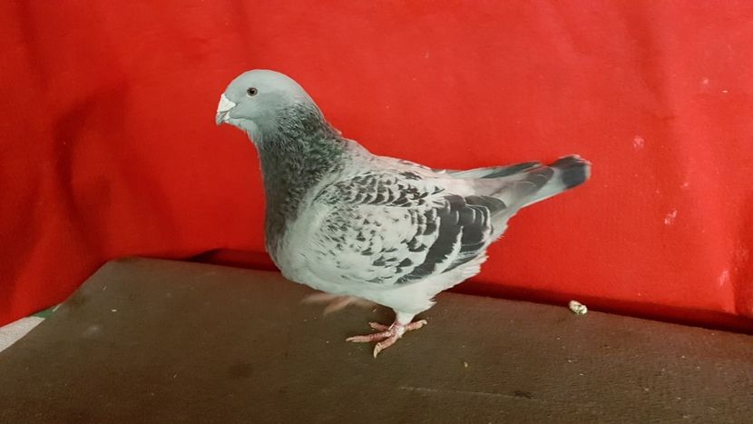 M 2016 - 0- 16 ian 2018 Masculi voiajori standard pentru matca