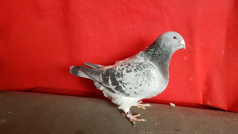  - 0- 16 ian 2018 Masculi voiajori standard pentru matca