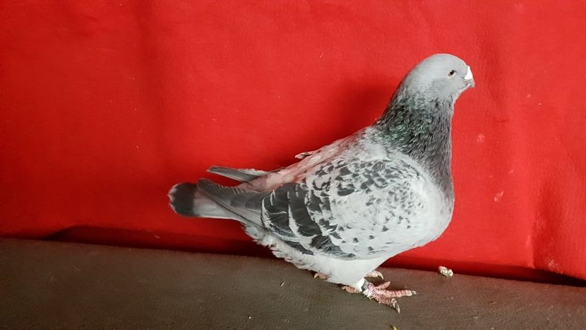  - 0- 16 ian 2018 Masculi voiajori standard pentru matca