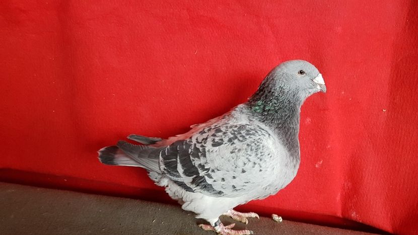  - 0- 16 ian 2018 Masculi voiajori standard pentru matca