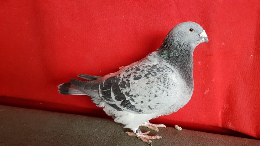  - 0- 16 ian 2018 Masculi voiajori standard pentru matca