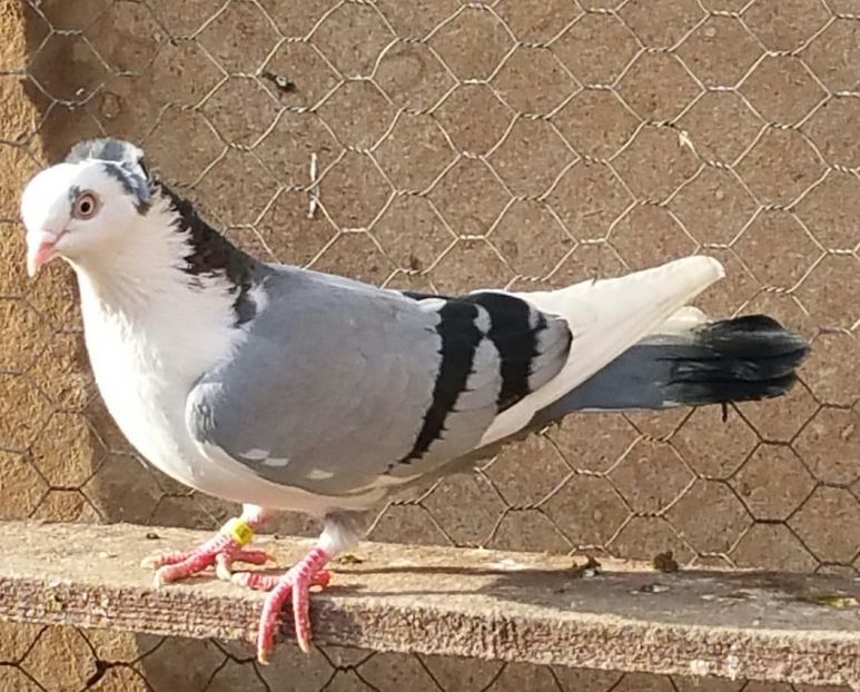 27330009_1820946794603346_1105331018_o - porumbei provenienta Armando Turda