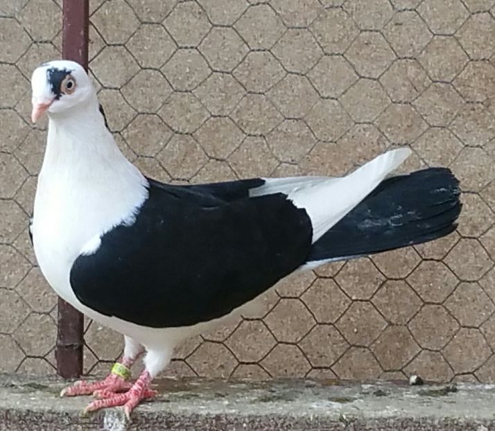 27330345_1820946844603341_873596741_o - porumbei provenienta Armando Turda