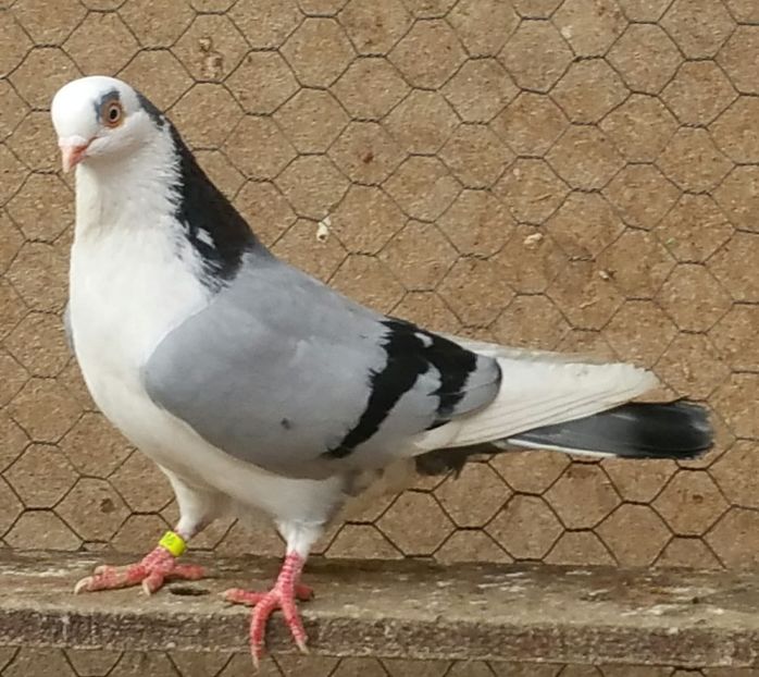 27335250_1820946811270011_1681730488_o - porumbei provenienta Armando Turda