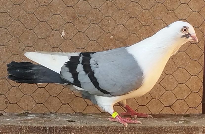 27484271_1820946824603343_1116915792_o - porumbei provenienta Armando Turda