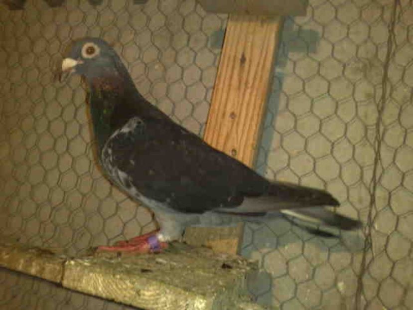 72-vandut - Vinzare 2021