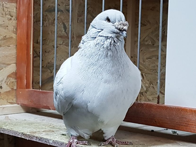 M-2013-4248 - 0-VRdF-2018