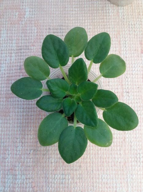 25 ian - Alans White Feather