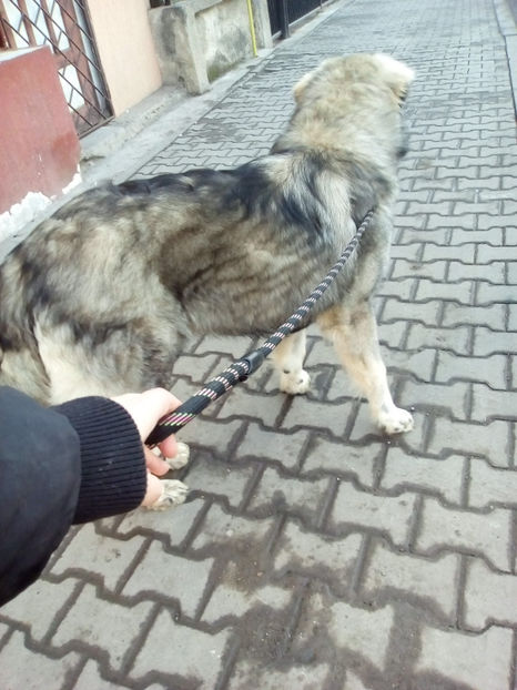  - Novac de pe Somes - Ciobanesc Romanesc Carpatin