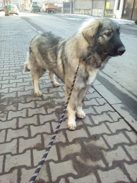  - Novac de pe Somes - Ciobanesc Romanesc Carpatin