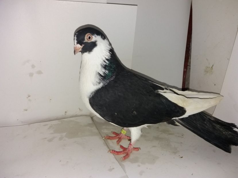 2046  femelă  2017 - Plecați ALBUM 1