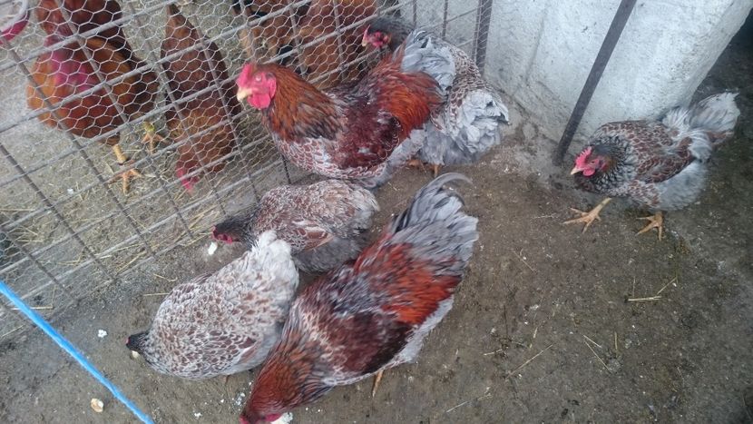  - Gaini Wyandotte rosu-albastru