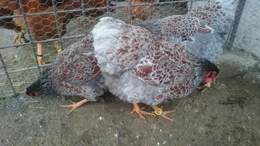  - Gaini Wyandotte rosu-albastru