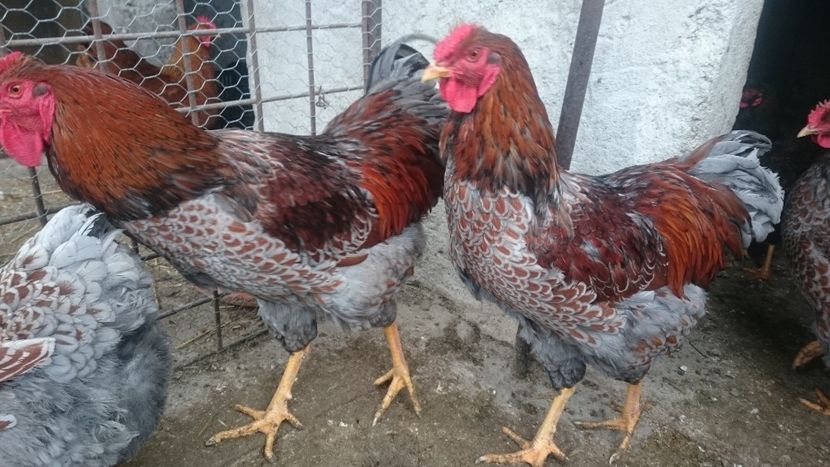  - Gaini Wyandotte rosu-albastru