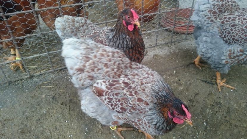  - Gaini Wyandotte rosu-albastru