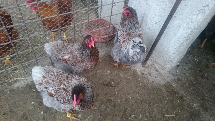  - Gaini Wyandotte rosu-albastru