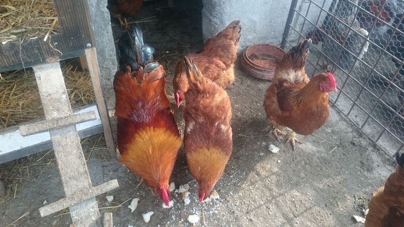  - Gaini New Hampshire