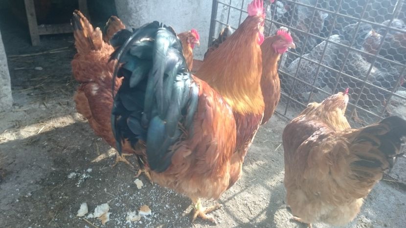  - Gaini New Hampshire