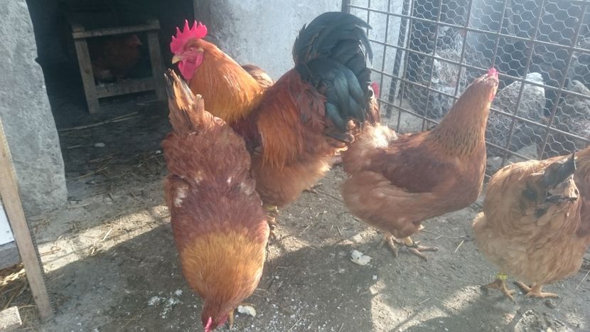  - Gaini New Hampshire