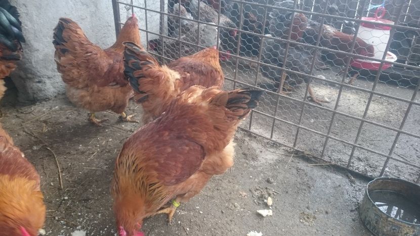  - Gaini New Hampshire