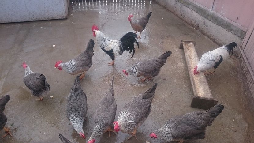  - Gaini Italiana Argintie