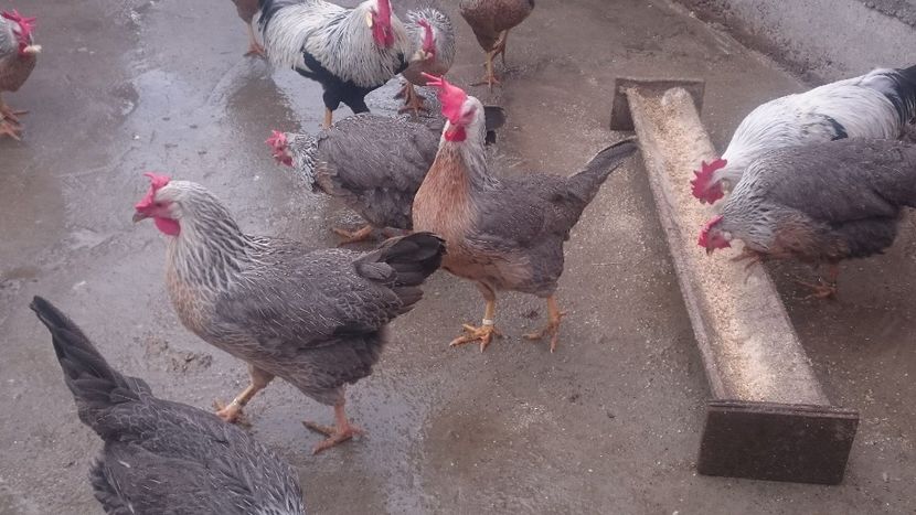  - Gaini Italiana Argintie