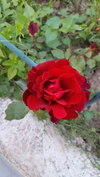 Don Juan catarator - Trandafiri fermecatori
