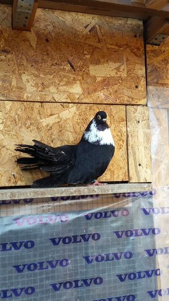 M 2016b - Negri trenati de bucuresti - negri turci